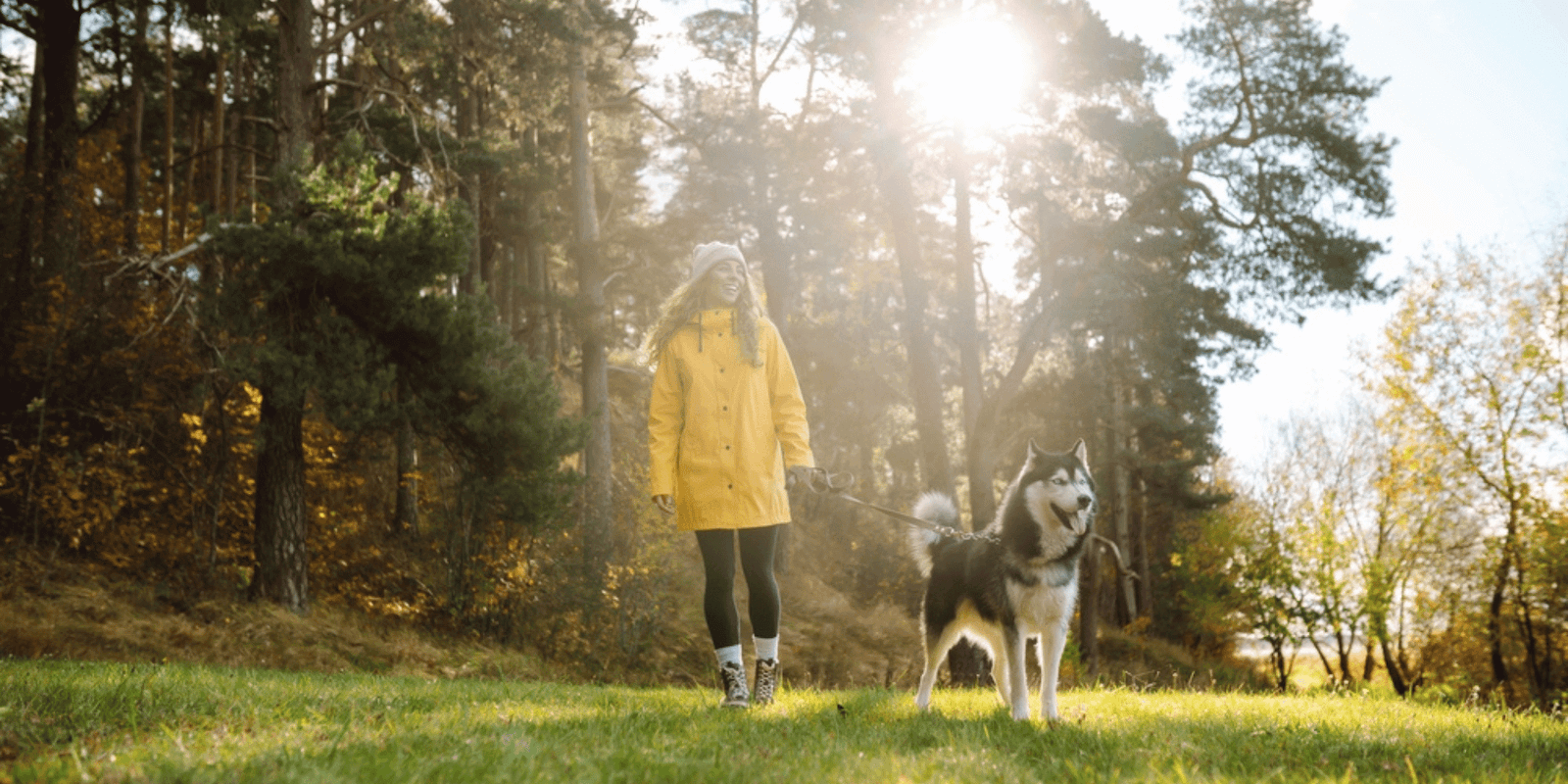 husky-dog-walking-in-woods-optimized