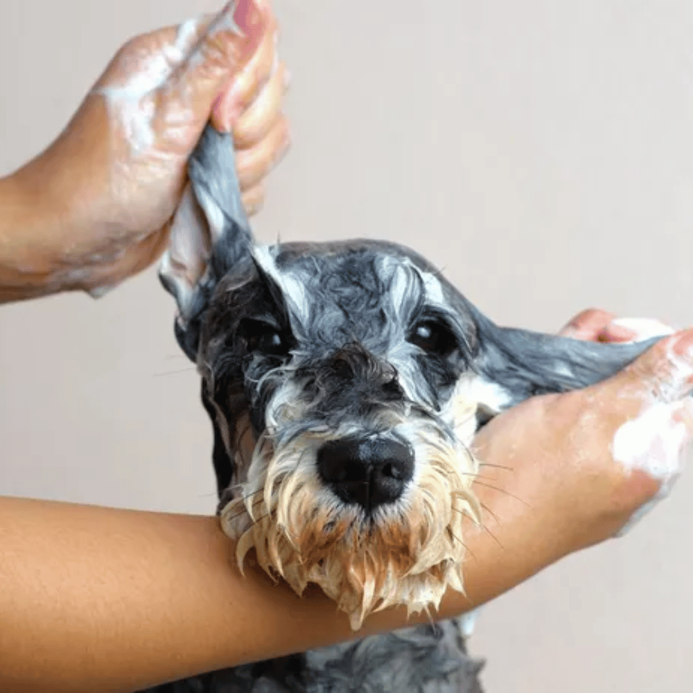 dog-grooming-puppy-luv