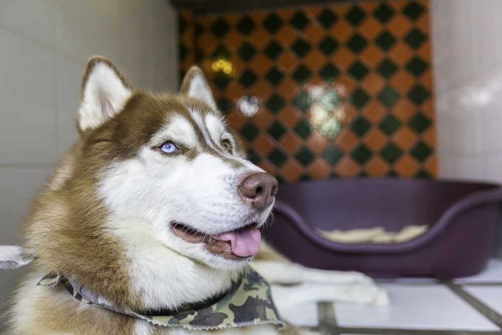 siberian-husky-in-kennel