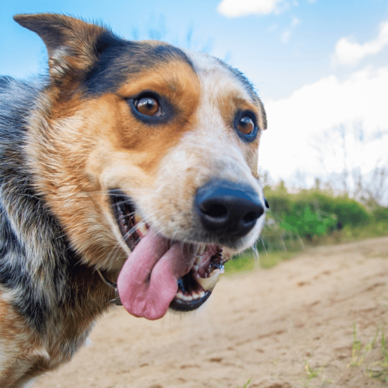 dog-at-daycare