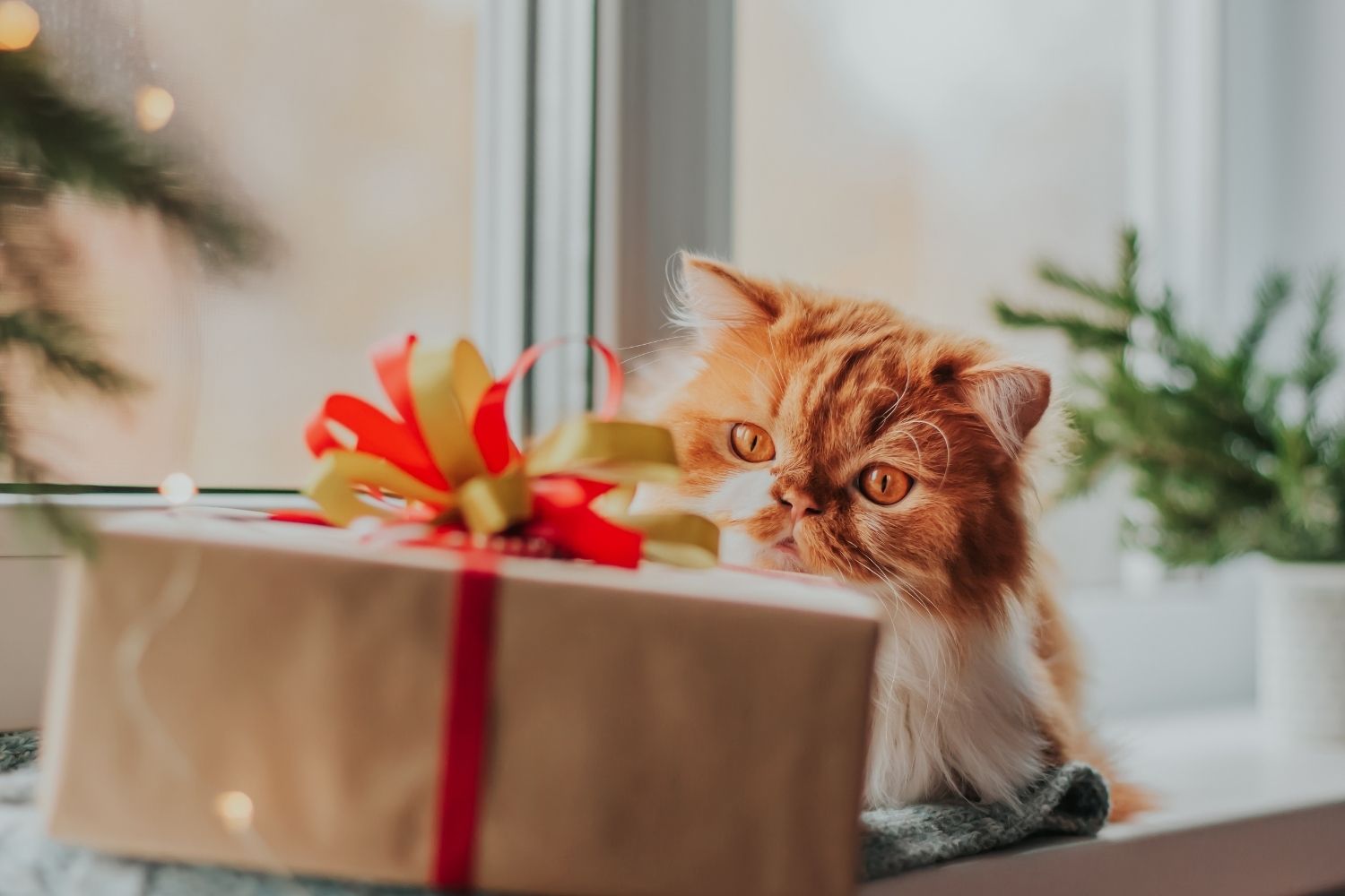 4 of the best pet Christmas gifts - PetStayAdvisor