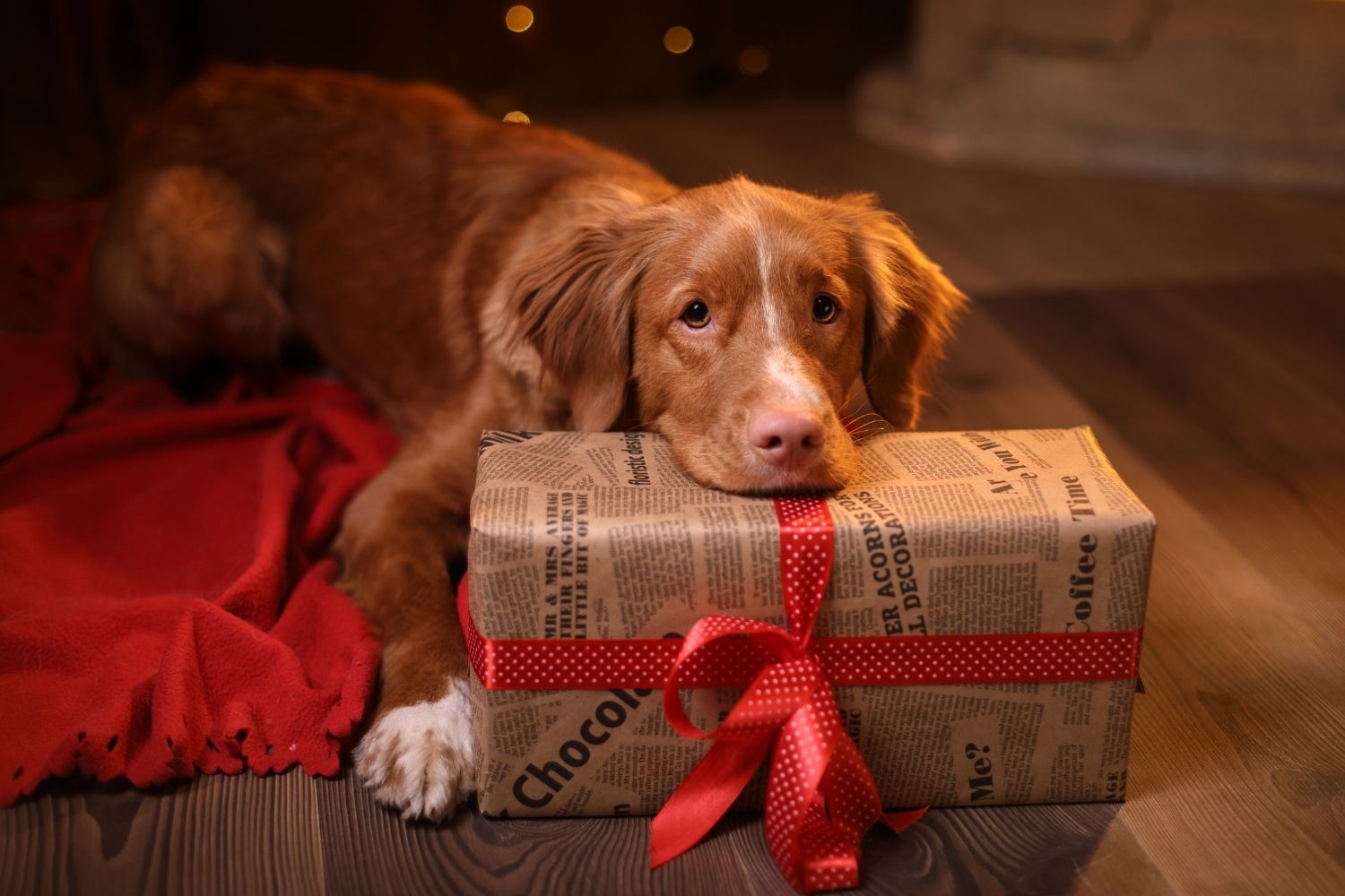 https://www.timetopet.com/blog-images/user/pages/posts/holiday-gift-guide-for-your-staff/Holiday%20Gift%20Guide%20Dog%20and%20present.jpg