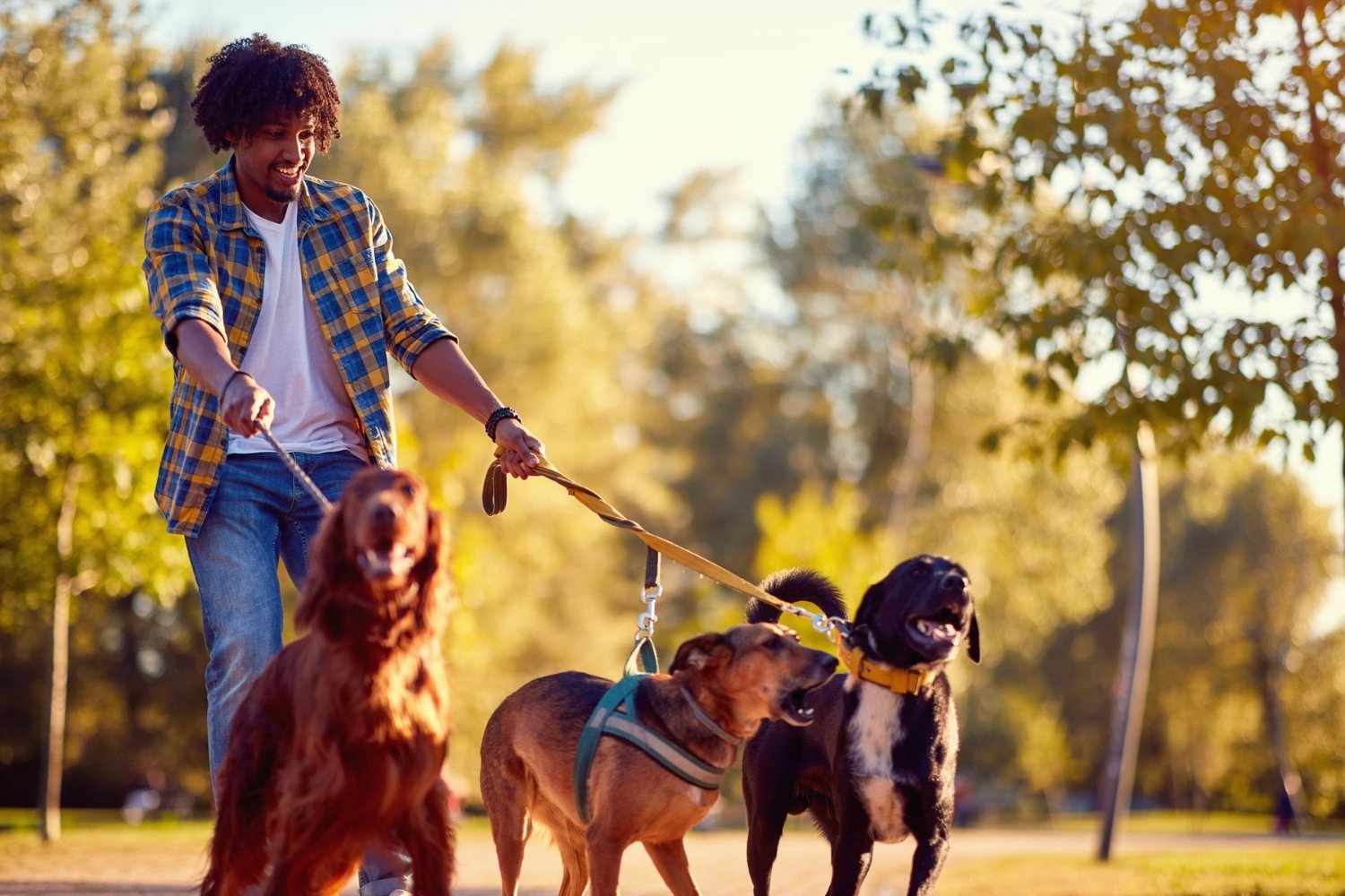 Should Your Dog Walking Business Offer Pack Walks? | Time To Pet