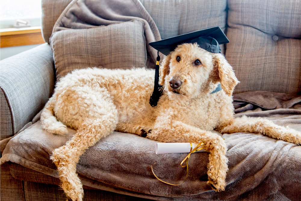 Understanding Pet Sitting Certifications Time To Pet